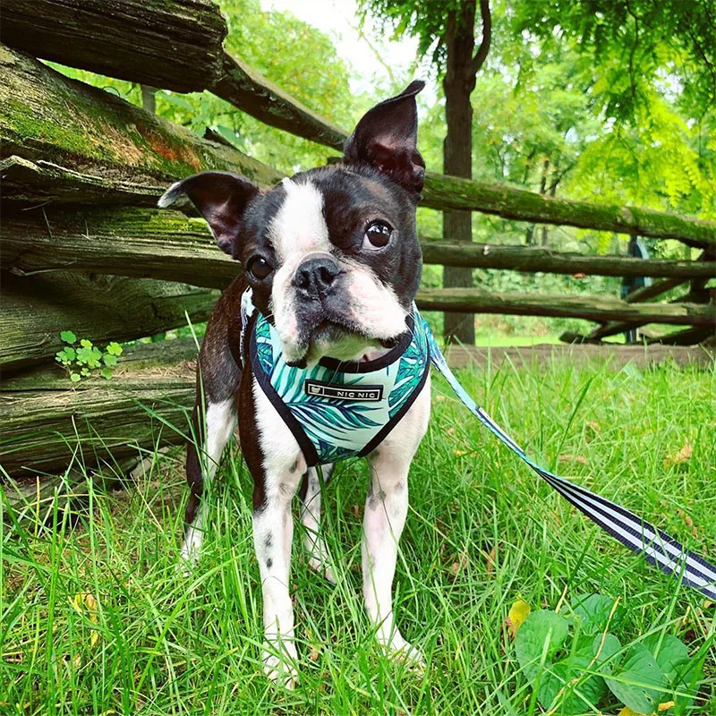 Harnais animal,Harnais pour chien bouledogue français,carlin,petit et moyen gabarit,laisse