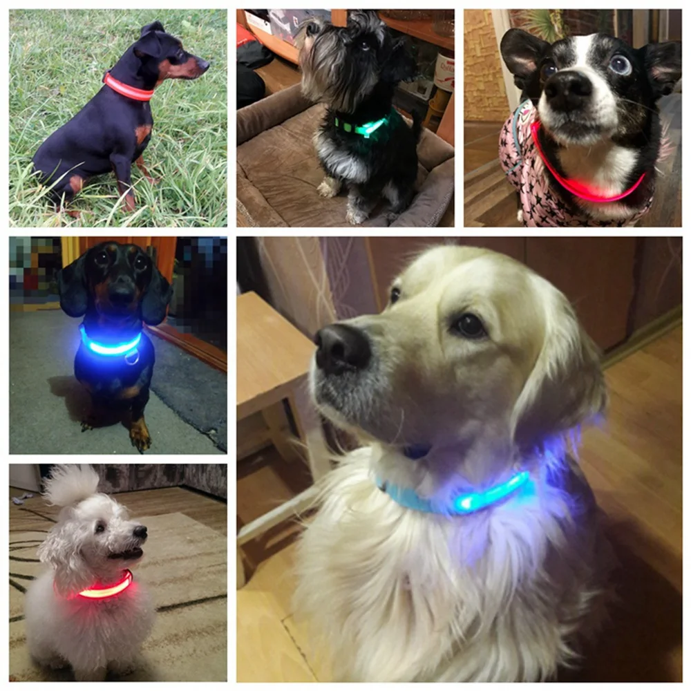 Glowing dog collar for small medium dogs  (2)