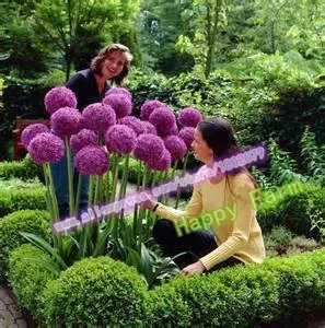 200 шт фиолетовый гигантский Allium Giganteum красивый цветок-бонсай садовое растение подарок