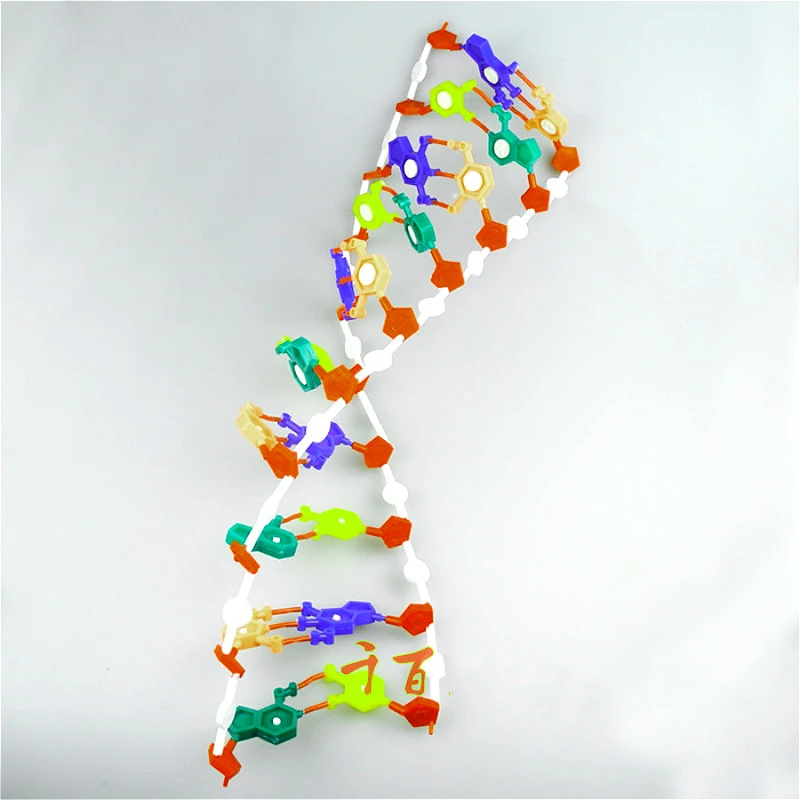 Abnehmbare Montage Dna Doppel Helix Modell Modul Dna Gen Biologie Lehre Instrument Beliebte Wissenschaft Lehrmittel Fur Kinder Educational Equipment Aliexpress