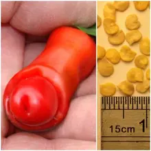 150 шт./пакет пенис красного стручкового перца Семена бонсай(перец Питер) Вилли Чили. СТРУЧКОВОГО ПЕРЦА(овощной