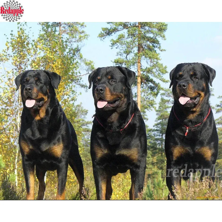 Diamond Painting Dog Full Square round Rhinestone Diamond Embroidery Rottweiler Pictures Diamond Mosaic Cross Stitch Home Decor