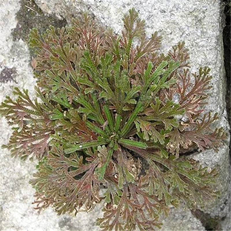 QQ截图20200508205113