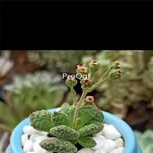 Ngryise 5 шт. набор Crassula ausensis subsp. Titanopsis