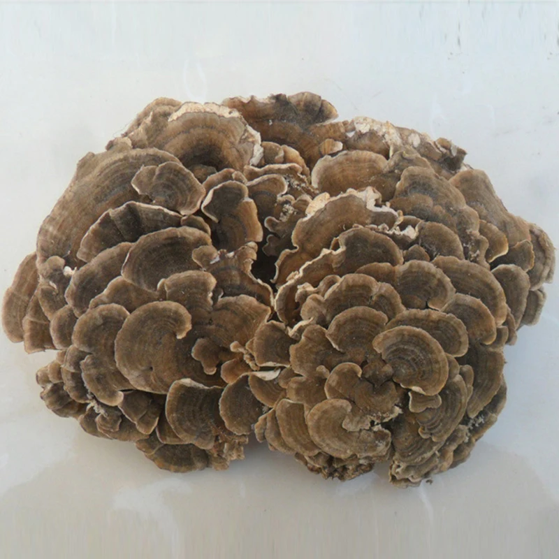 Coriolus Versicolor радужная Конка гриб индейки порошок Yunzhi |