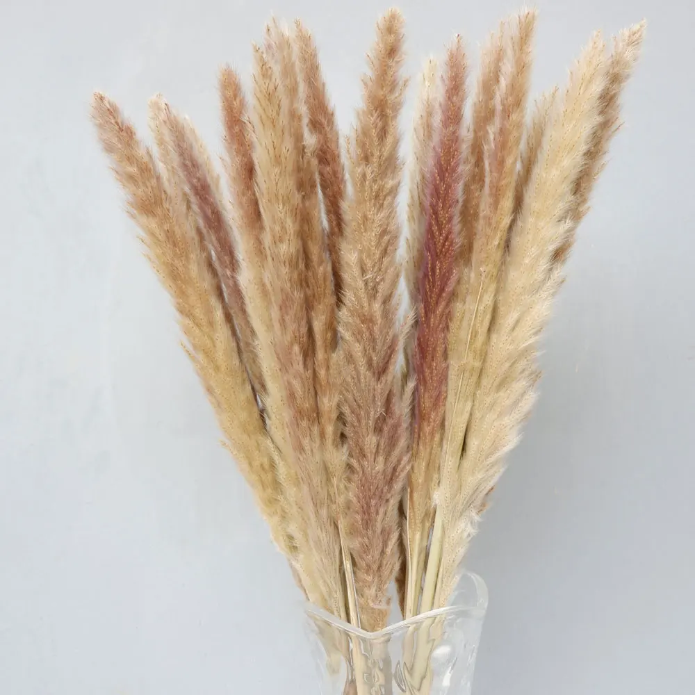 20 шт Pampas трава натуральные Phragmites декоративные сушеные цветы Цветы Свадебные