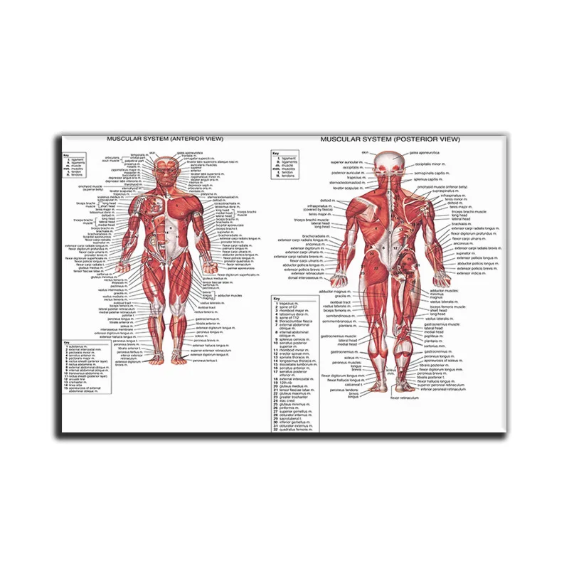 

Bedroom Living Room Restaurant wu kuang hua xin Human Chart Manufacturers Wholesale on Behalf of Foreign Trade