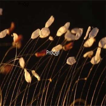 

Ngryise 100Pcs A Set udumbara