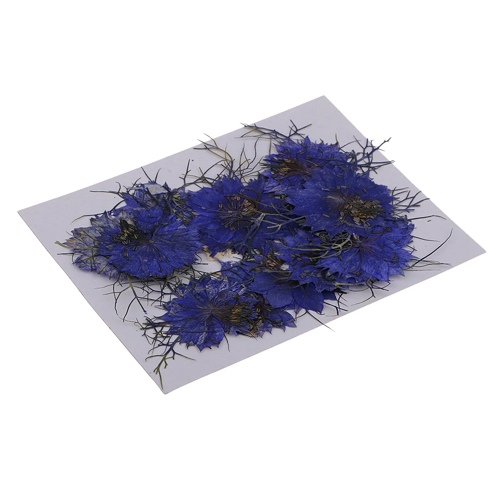 12 Pieces Pressed Real Dried Flowers Love-in-a-mist for Resin Ornament Making Red Blue
