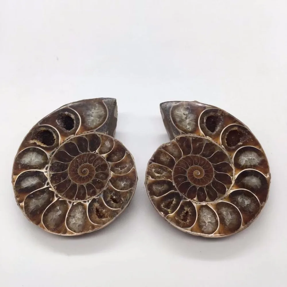 Ammonite Sea Snail fossils (2)