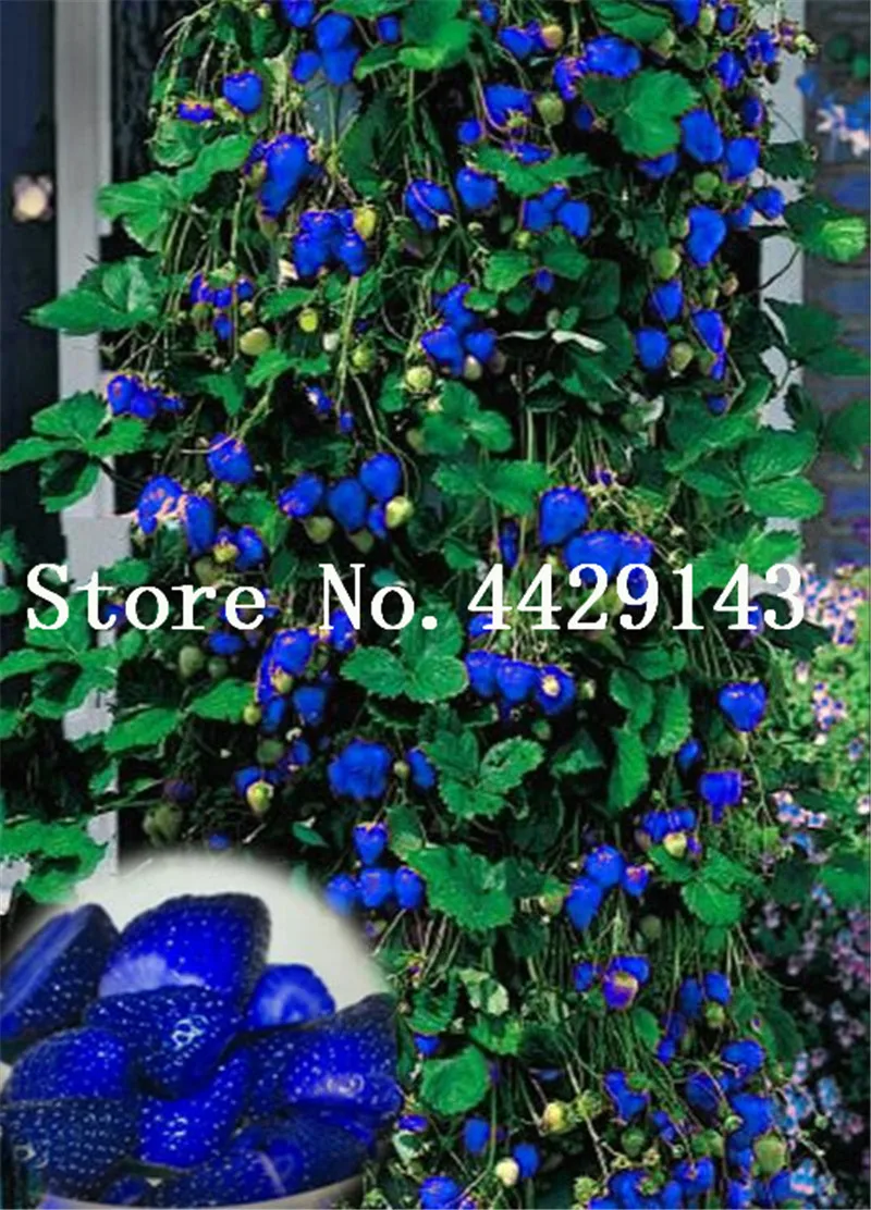 500 шт синий скалолазание клубника растение дерево растение, очень вкусное фруктовое растение для дома и сада бонсай растение, сладкое и вкусное