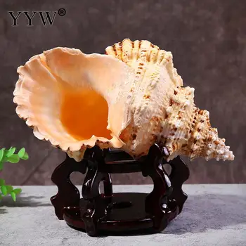 

Sea Shells Natural Decoration Home Mare Conch Schelpen Coquillage Seashell Marine Natural Decorative Shells Hogar Home Decor