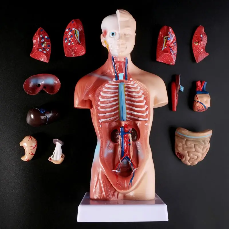 Human Torso Body Model Anatomy Anatomical Medical Internal Organs For Teaching Medical Science Aliexpress