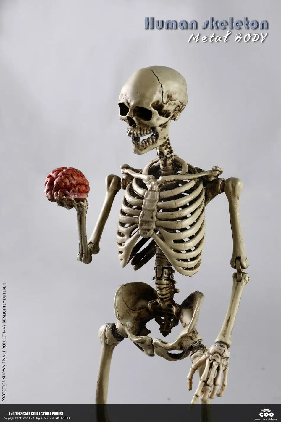 Skeleton 6. Скелет. Модели игроков со скелетами. Скелет лунлина. 6.