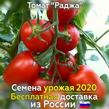 Семена томатов Раджа для посадки. Свежий урожай, проверенный сорт. Лучшие овощи для вас Семена томатов Раджа для посадки. Свежий урожай, проверенный сорт. Лучшие овощи для вас