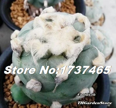 10 20 шт Lophophora смешанные суккуленты DIY домашний сад#2121 - Цвет: 10