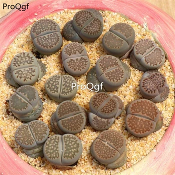 

Ngryise 10Pcs A Set Lithops salicola