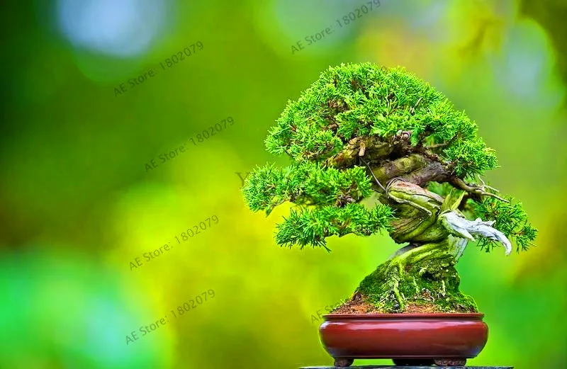 Распродажа! 50 шт./пакет Миниатюрная сосна растения, бонсай дерево gardenling, Крытый древесные растения, сосна многолетнее растение для декорирования миниатюрных gar