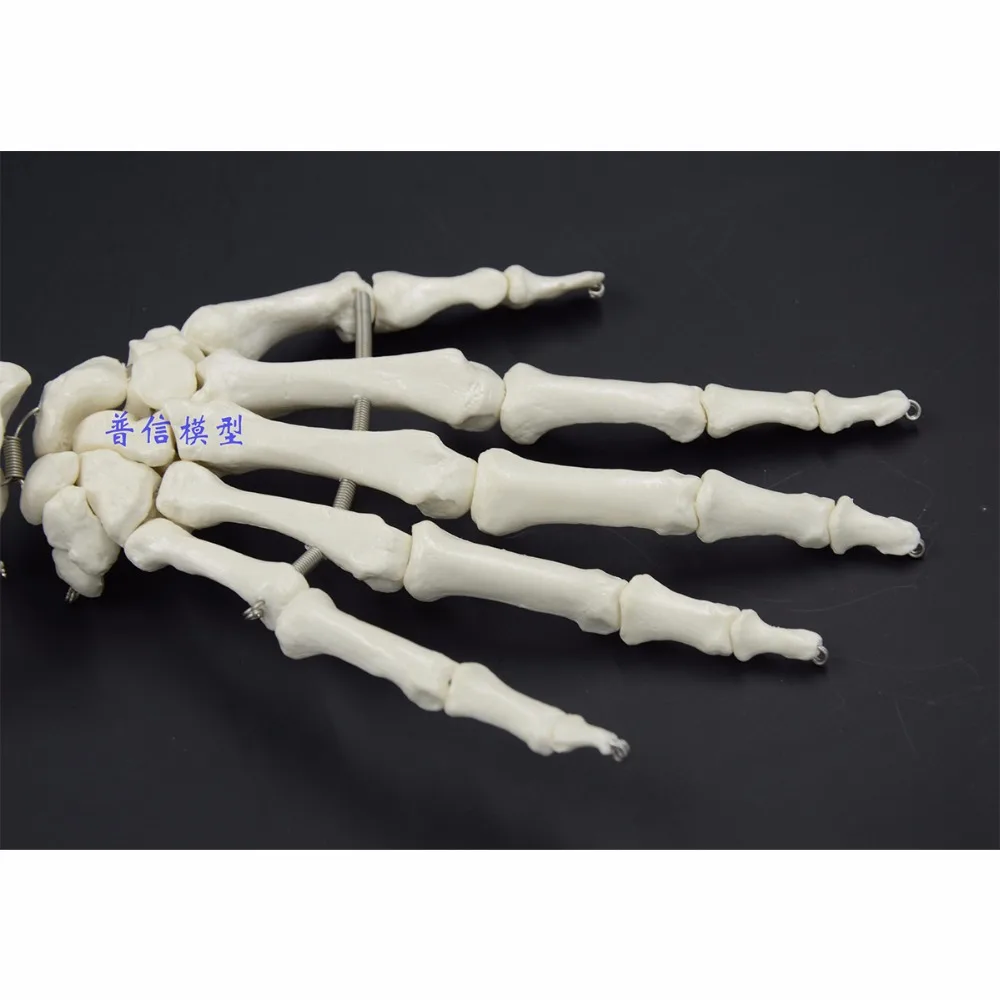 Верхняя конечность костная рука и радиус рука Кость медицинская наука школа Обучающие принадлежности 1:1 модель костной кости человека рука взрослого человека