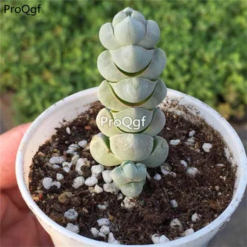 

Ngryise 2Pcs A Set Crassula arta