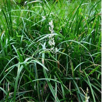 

Ngryise 800Pcs Ophiopogon japonicus