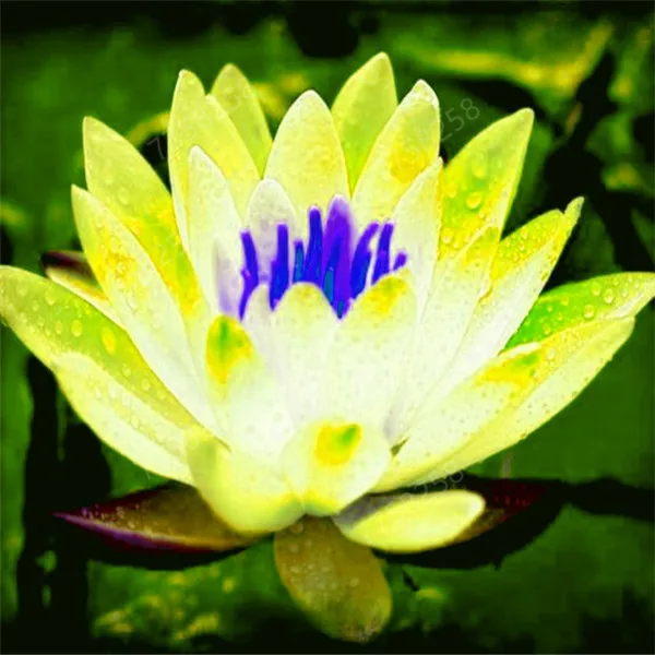 Hd4c4d757f2474733b27c7b6f81ccaaeaM