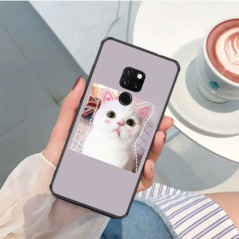 Cute funny funny kitten cat