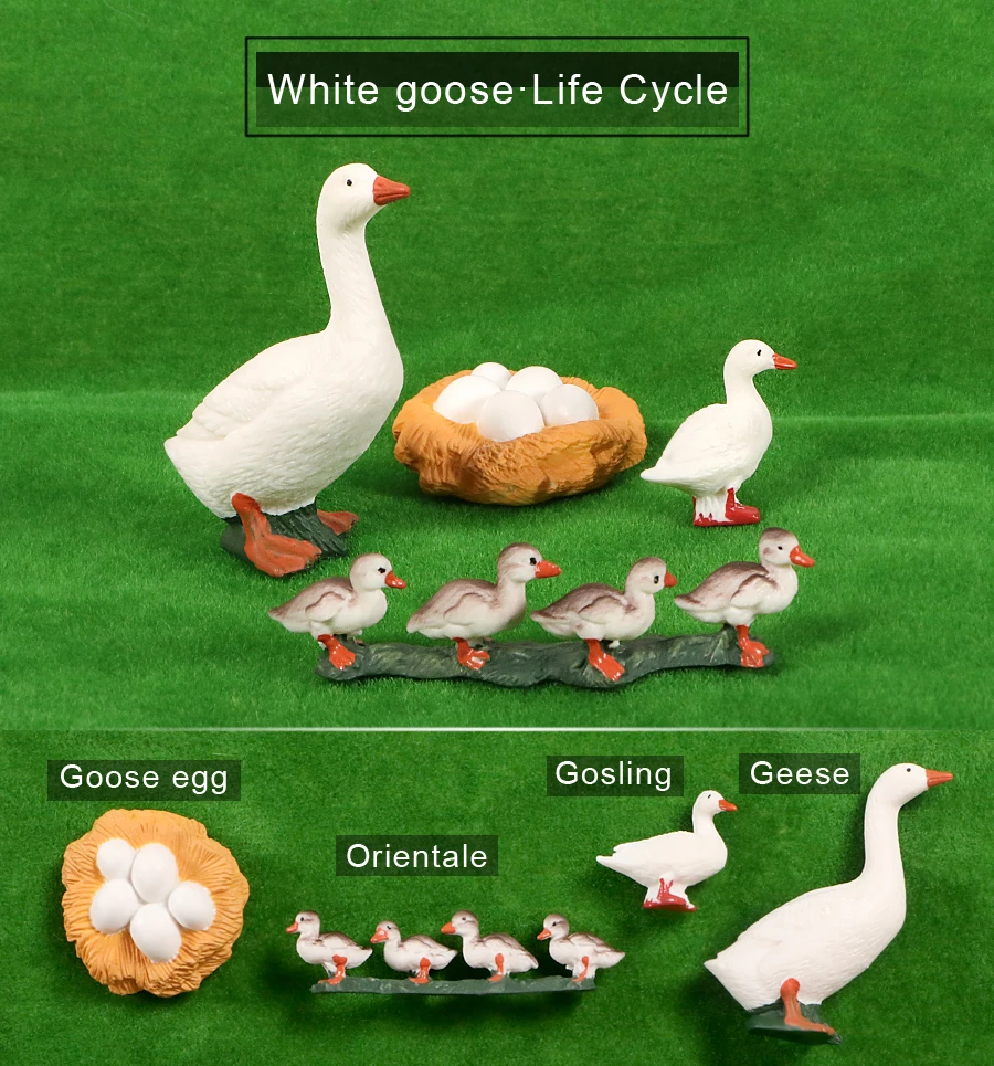 PL127-2415白鹅英文-绿