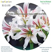 17 Ngryise 5 шт. набор Hippeastrum rutilum Amaryllis - Цвет: 17