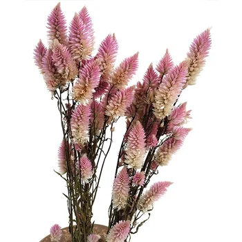 

1pcs Dried Grass Pteris multifida Poir Natural Dried Flowers Bouquet Wedding Home Decoration Indoor Real Flowers Gradient Pink