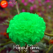 Свежий зеленый Maidenhair цветок растение в горшках травы сад календулы бонсай с хризантемой Флорес 50 шт./лот,# NG6CCL