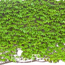 True бонсай! 100 шт./упак. зеленый Бостонский Плющ flores с узором в виде плюща Плант набор «сделай сам» для дома и сада на открытом воздухе завод растения,# Y0FIUZ