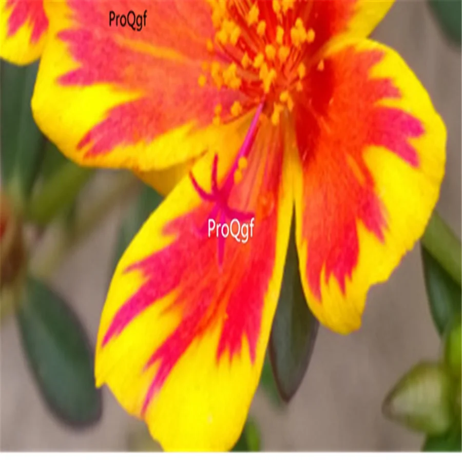 Ngryise 8000 шт набор Portulaca grandiflora