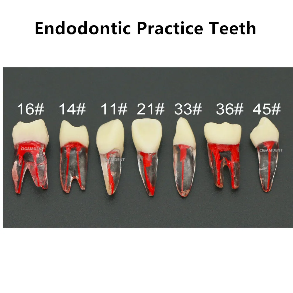 archivos-giratorios-de-endodoncia-dental-typodont-dientes-modelo-de