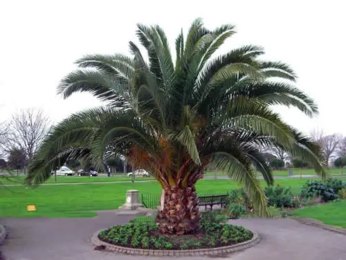 

10pcs Phoenix Canariensis HARDY CANARY ISLANDS DATE PALM S