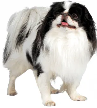

Dinghy Tuzik overalls Japanese Chin warm bitch