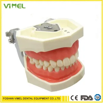 

Dental Typodont Teaching Exam Model Removable 32PCS Teeth