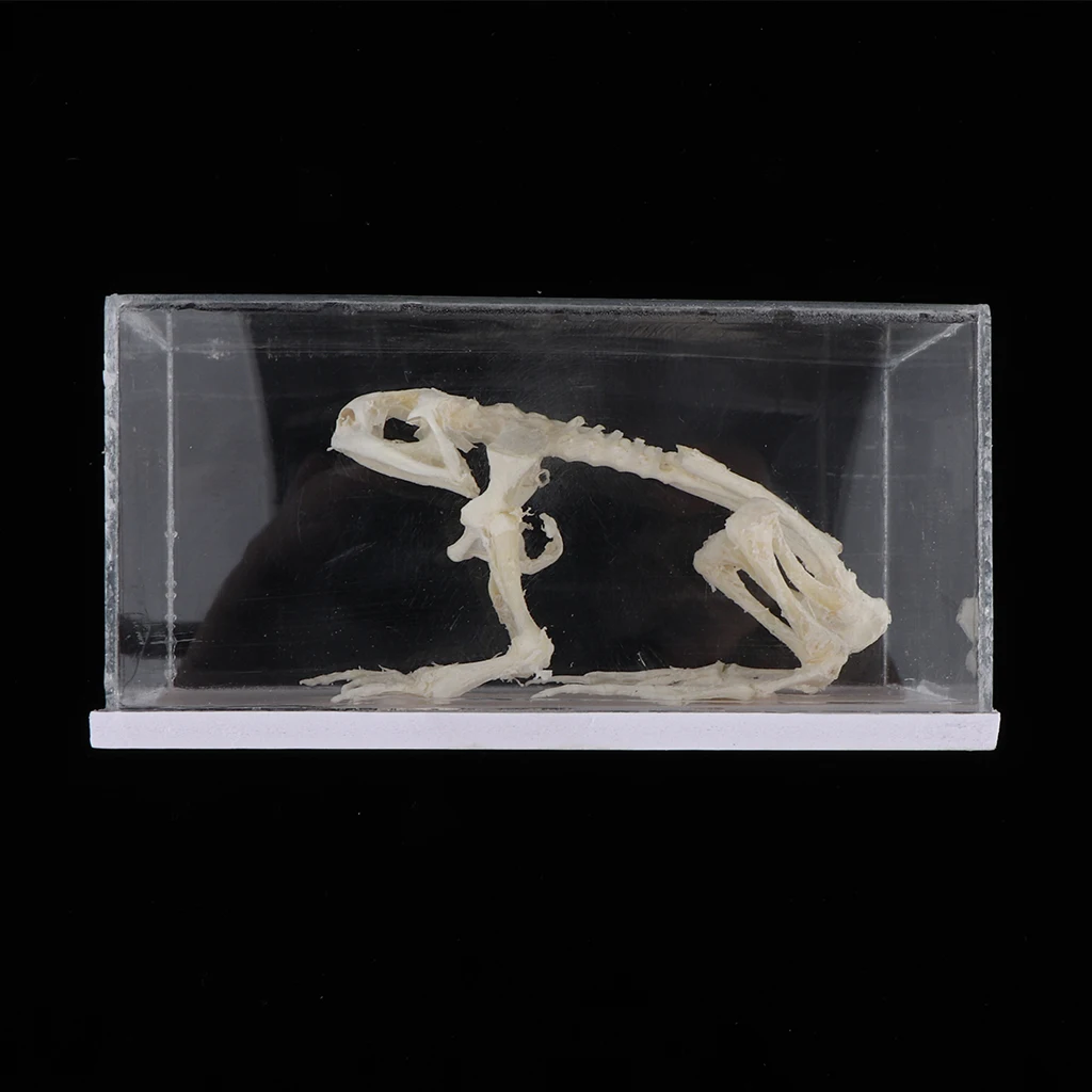 Animal Skeleton Model - Frog Bone Specimen Sculpture with Display Case, Student Biology Science Teaching Aids