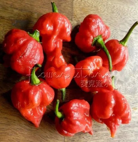 100+ Trinidad Scorpion горячий перец бонсай, Скорпион Moruga перец сад