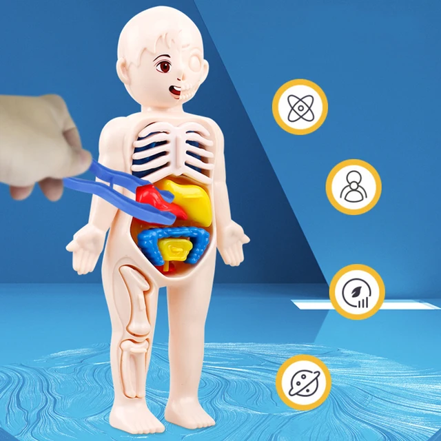 3D Human Body Torso Model Educational Learning DIY Assemble Puzzle Toy Children Kids Montessori Body Organ Medical Teaching Tool 5