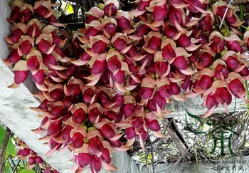 

Mucuna Birdwoodiana Common Mucuna He-Que-Hua