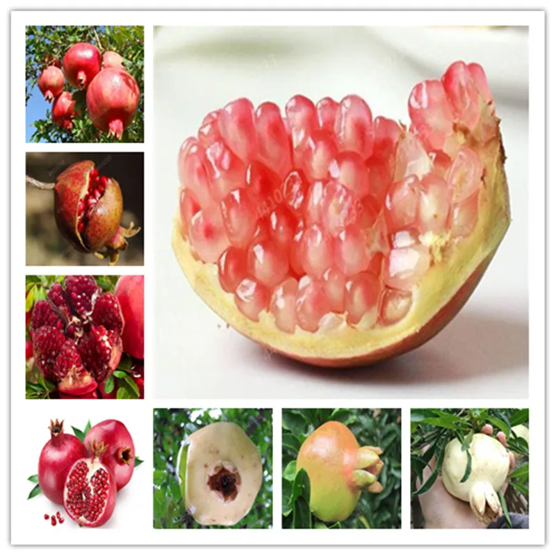 

50pc Bonsai Pomegranate Punica granatum very sweet Delicious fruit outdoor berry Tree for home garden plant the Budding Rate 97g