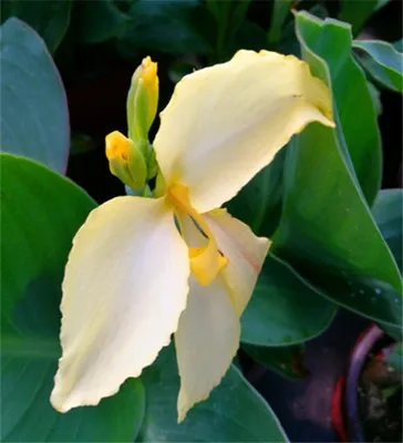 50 шт. свежий реальный Canna indica цветок S