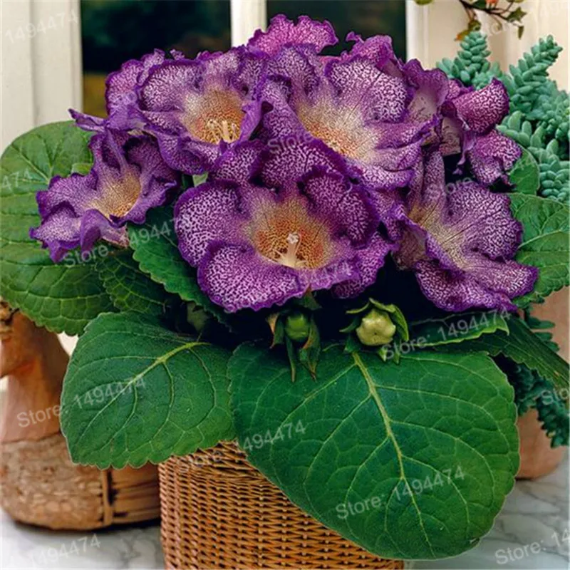 Лидер продаж! 100 шт./пакет глоксиния садовый многолетник цветущих растений разноцветный цветочный flores синнингия Speciosa карликовое дерево в горшке для балкона