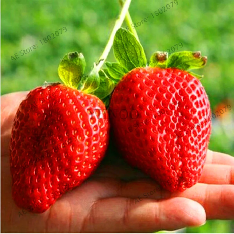 

Loss Promotion!100 pcs climbing strawberry Bonsai Climbing Red Strawberry Plants With SALUBRIOUS TASTE * NON-GMO Strawberry Mou