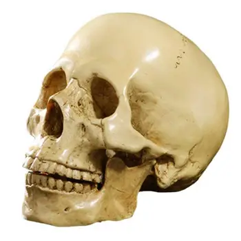

Model 1: 1 Resin Human Skull Anatomical Teaching Decoration Yellow