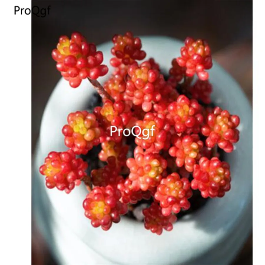 Ngryise 1 шт. набор Sedum rubrotintum Redberry Cluster
