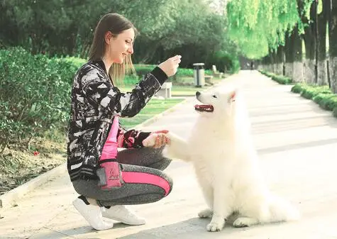 Сумка для закусок для домашних животных, для кошек, собак, щенков, водонепроницаемая, ткань Оксфорд, тренировочные сумки, послушание, свободные руки, ловкость, приманка, еда, лакомство, сумка для поезда