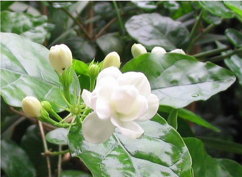 Свежий натуральный органический Премиум Китайский Жасмин Зеленый чай Жасмин Дракон жемчуг аромат для похудения цветок чай кунг-фу