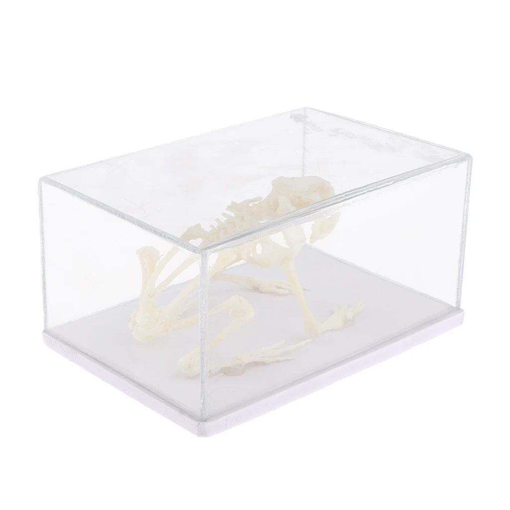 Animal Skeleton Model - Frog Bone Specimen Sculpture with Display Case, Student Biology Science Teaching Aids